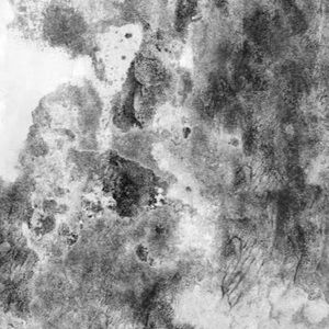 Meet your Posher, Beau